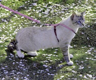 PetSafe Come with Me Kitty Harness and Bungee Leash, Harness for Cats, Size M, Red/Cranberry, Model: CWMK-M-RED (Light Pink/Burgundy, Medium (Pack of 1))