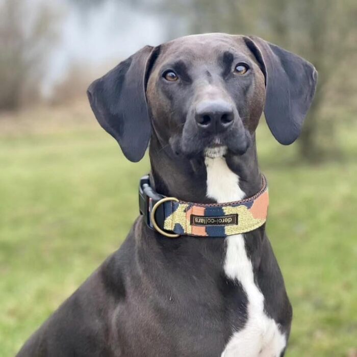 Нашийник для собак Zugstopp з м'якою підкладкою, мартингал, регульований (до 44 см), ширина 5 см, для тренувань, металеві деталі: латунь