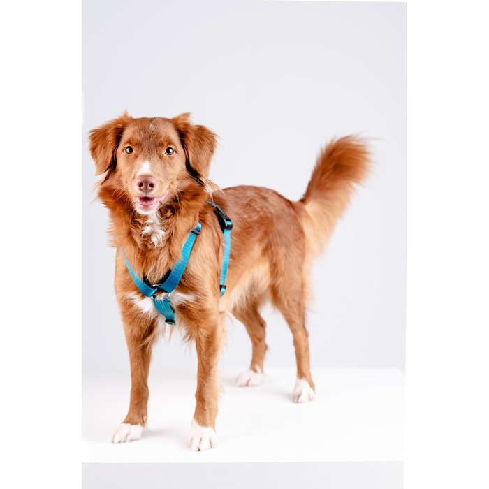 Шлейка для собак Chaba Guard середнього розміру, контрольована, протисмикова, регульована, комфортна та легка, класична Step-in, для прогулянок, розмір L, колір Морський