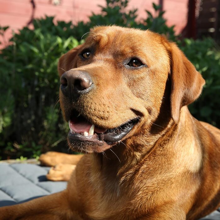 Килимок для собак your GEAR Lana, 90 x 60 см, бавовна Oeko-TEX, м'який, міцний, придатний для прання, для дому та вулиці