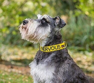 Нашийник для собак Nervous (Give Me Space), жовтий, кодований кольором, S-M, L-XL, запобігає нещасним випадкам, попереджаючи інших собак (L-XL)