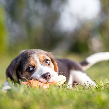 Relaxdays Dog Toy Sausage