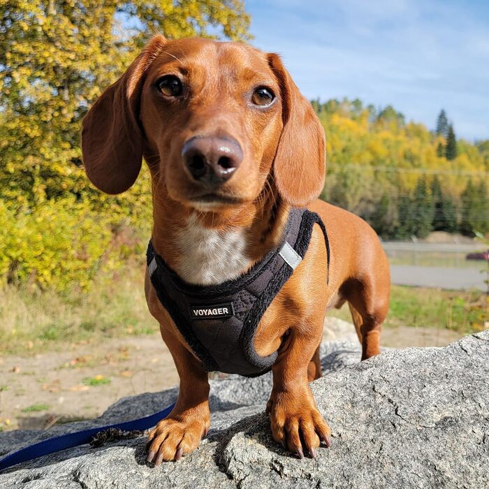 Шлейка для собак Voyager Step-In з плюшу, чорна, розмір L (45-52 см) від Best Pet Supplies