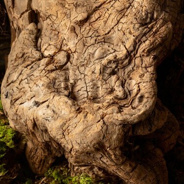 Жіночі парфуми Yodeyma Nya, 100 мл