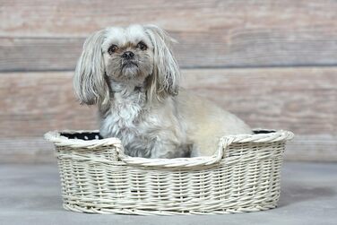 Wicker Dog Basket for Dog and Cat - Dog Bed, Cat Bed with Cushion, Pet Basket, Woven Cat Basket 60x43 H19 cm (80 x 60 x 26 cm, Beige)