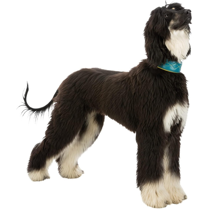 Нашийник для собак TRIXIE Active Komfort Windhunde, S-M, обхват 33-42 см, petrol/yellow, широке підкладкове під горло