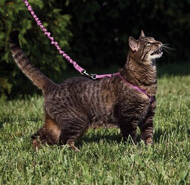 PetSafe Come with Me Kitty Harness and Bungee Leash, Harness for Cats, Size M, Red/Cranberry, Model: CWMK-M-RED (Light Pink/Burgundy, Large (Pack of 1))