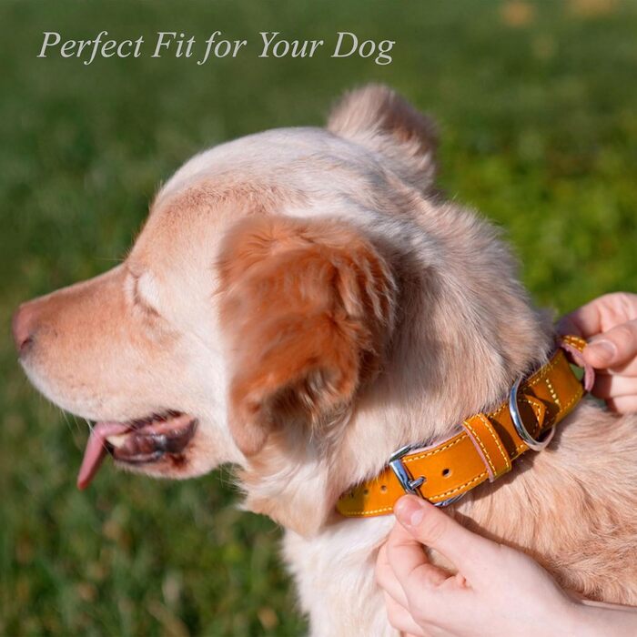 Нашийник для собак з м'якої шкіри, міцний та довговічний. Підходить для собак маленьких, середніх та великих порід. Розмір: 28-36 см (Гірчичний)