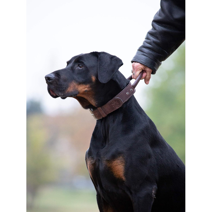 Преміум шкіряний нашийник для собак Джек Рассел з ручкою - надійний нашийник з натуральної шкіри для собак (L, 48.0-60.0 см)