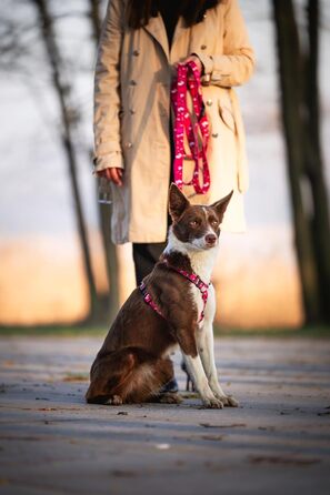 Шлейка для собак середніх порід Champagne Kiss M: регульована, не вбирає вологу, з контролем, легка