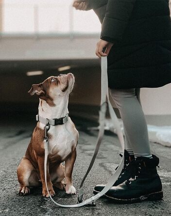 Dog Collar with 2m Leash Set - Adjustable Dog Leash - Dog Collar for Large Dogs, Collar for Small & Medium Dogs - Dog Collar & Leash - Includes Gift Box (30-40cm)