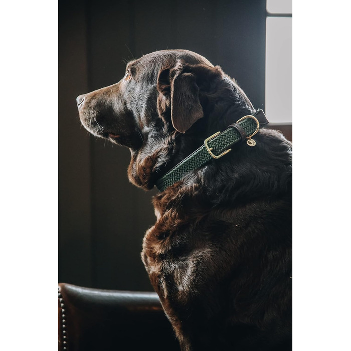 Нашийник для собак Kentucky Dogwear, плетений нейлон, оливковий, розмір S, 42 см