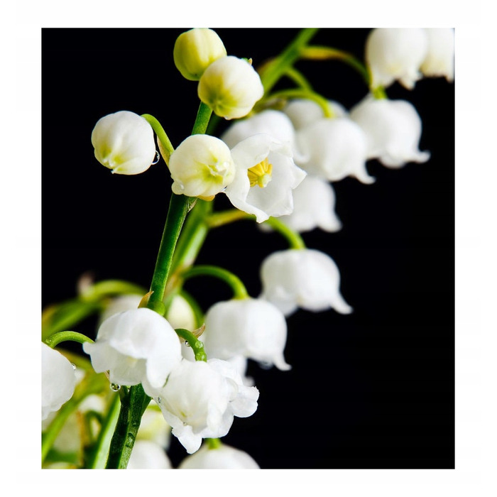 Парфумована вода Yodeyma Escitia для жінок, 100 мл