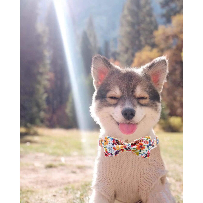 Ошатний нашийник для собак Unique Style з квітучою метеликом, регульований, XXS-XL (1 шт.)