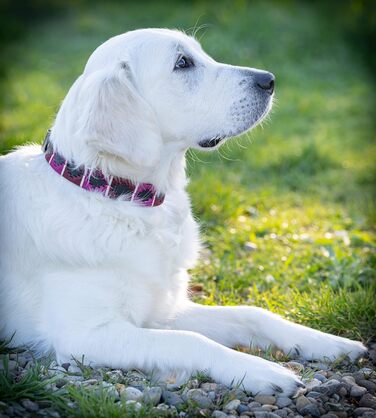 Стильний шкіряний нашийник для собак Jack Russell від Pablo - ручної роботи, регульований, преміум якість