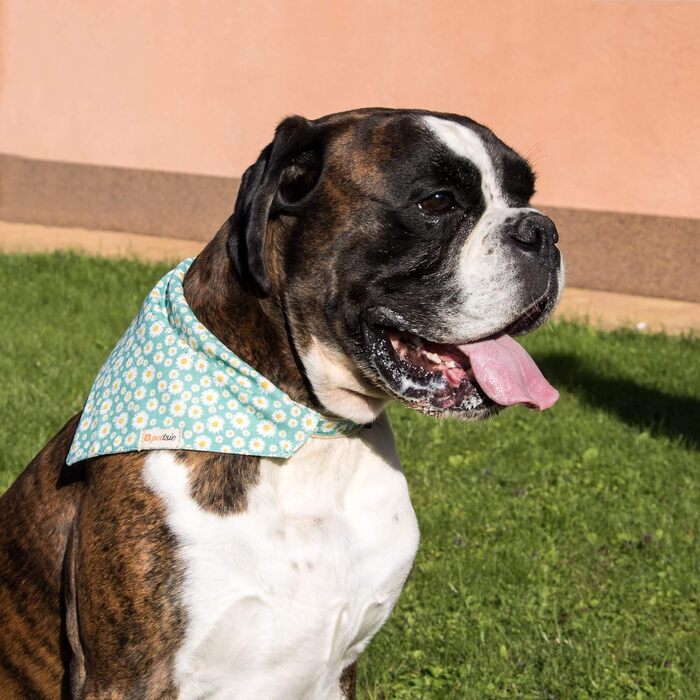 Pettsie Dog Collar with Bandana Cloth and Friendship Bracelet, Adjustable Sizes S, M, and L, Strong and Durable, Great Gift for Dog Lovers in Attractive Packaging, M, Pink (S (25.4 - 39.4 cm), Green)