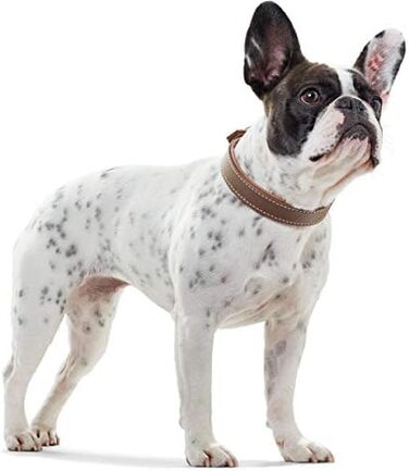 Нашийник для собак HUNTER PORTO, шкіряний, чорний/cognac, 30 см, ручної роботи