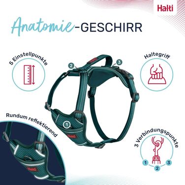 HALTI Anatomy Dog Harness with Handle – Freedom of Movement for Your Dog. 3 Leash Attachment Points, Neoprene Padding, Adjustable and Reflective (Size L, Blue-Green)