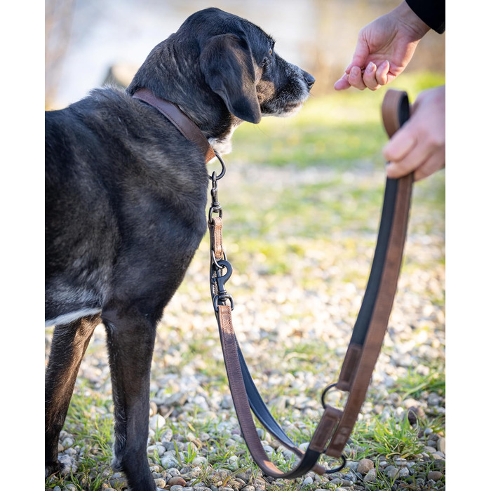 Нашийник для собак Джек Рассел з натуральної шкіри та неопрену – м'який та міцний нашийник для маленьких та великих собак – преміум нашийник Craig (L) L (42.0-51.0 см)