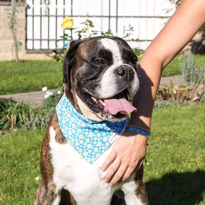 Pettsie Dog Collar with Bandana Fabric and Friendship Bracelet, Adjustable Sizes S, M, and L, Strong and Durable, Great Gift for Dog Lovers in Attractive Packaging, M, Pink (S (25.4 - 39.4 cm), Turquoise)