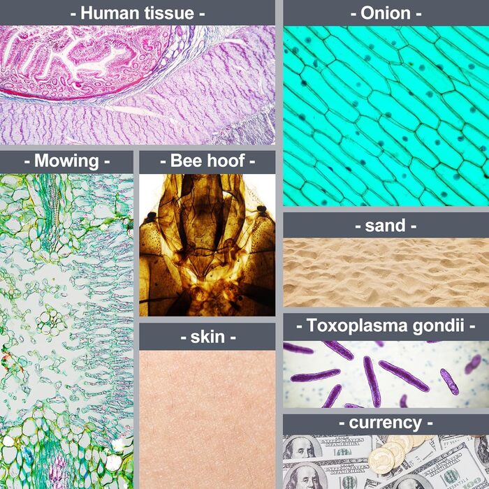 BEBANG Кишеньковий мікроскоп 60x-120x з LED-підсвічуванням, ручний мікроскоп для дітей, студентів та дорослих, для мікробіологічних спостережень, з залізом