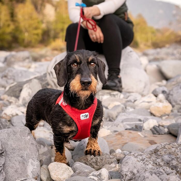 Шлейка для собак Curli Clasp Softshell, червона, розмір M