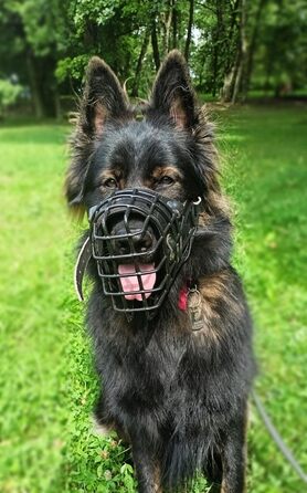 Dingo Gear Rubberized Metal Dog Muzzle for Malinois - Professional, Comfortable, Universal for Long Walks (S03048 Malinois L)