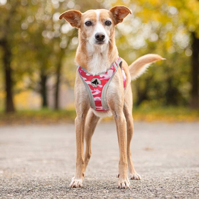 Трекінгові шкарпетки Croci Leopard, 350 г, колір Army Pink (M)