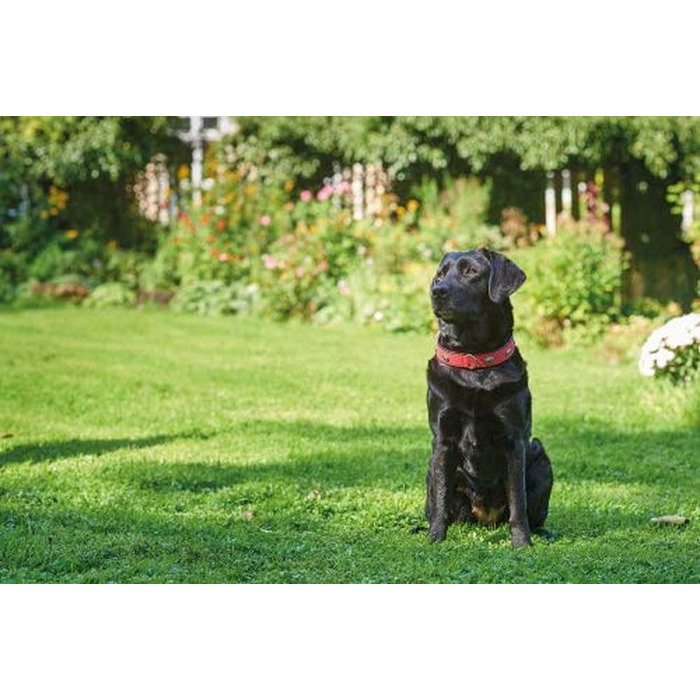 Нашийник для собак HUNTER SOFTIE STONE, штучна шкіра, з аплікаціями, легкий у догляді, (55 см, коричневий/чорний)