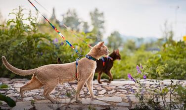 Шлейка для кота Pidan, XL, антивипадкова, регульована, для великих та маленьких котів, легка, м'яка, багато кольорів, розмір XL, обхват шиї 24-39 см, обхват грудей 55-55 см