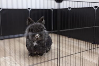 Kerbl Hopsi - сітка для клітки, 12 елементів, 35x35 см (пластикова стіна)