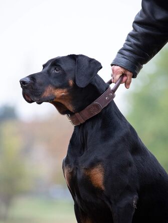 Преміум шкіряний нашийник для собак Джек Рассел з ручкою - надійний нашийник з натуральної шкіри для собак (L, 48.0-60.0 см)