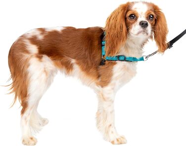 Шлейка PetSafe Easy Walk Deluxe для собак середніх та великих порід, без натягу, з м'якою підкладкою, з повідком 1.8 м, океаново-блакитний/чорний колір