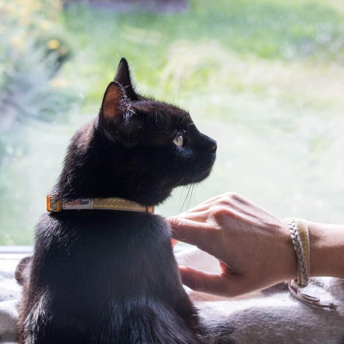 Нашийник для кота Pettsie з безпечною застібкою та браслетом дружби, міцна бавовна, D-подібне кільце для аксесуарів, регульований розмір 12,7-20,3 см (19-29 см), жовтий