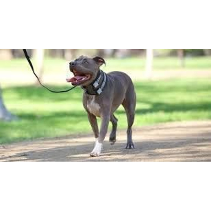 Pack Leader Collar™ - Dog Trainer Cesar Millan's Training Collar (Medium) (Blue, S)