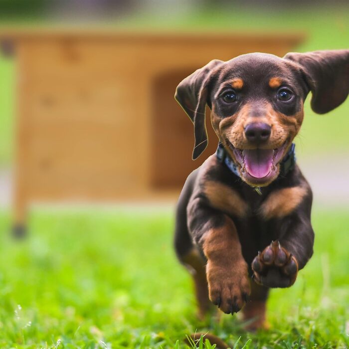 Будка для собак Relaxdays, 58 x 86 x 58 см, дерев'яна, вологостійка, для вулиці, натуральний колір/чорний