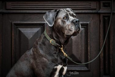 Нашийник для собак Kentucky Dogwear, плетений нейлон, оливковий, розмір S, 42 см