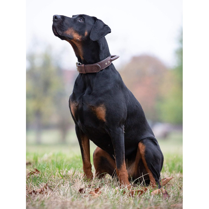 Преміум шкіряний нашийник для собак Джек Рассел з ручкою - надійний нашийник з натуральної шкіри для собак (L, 48.0-60.0 см)