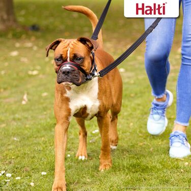HALTI Optifit Headcollar, Medium Size - Prevents Your Dog from Pulling on the Leash, Easy Adjustment, Lightweight, with Padded Nose Piece, Anti-Pull Harness for Medium-Sized Dogs