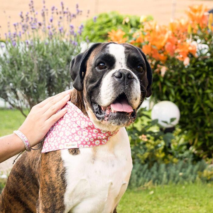 Pettsie Dog Collar with Bandana Cloth and Friendship Bracelet, Adjustable Sizes S, M, and L, Strong and Durable, Great Gift for Dog Lovers in Attractive Packaging, M, Pink