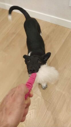 Іграшка для собак Dingo у вигляді вівці з хутром та банджо-ручкою, для апортування, перетягування, тренувань, рожева