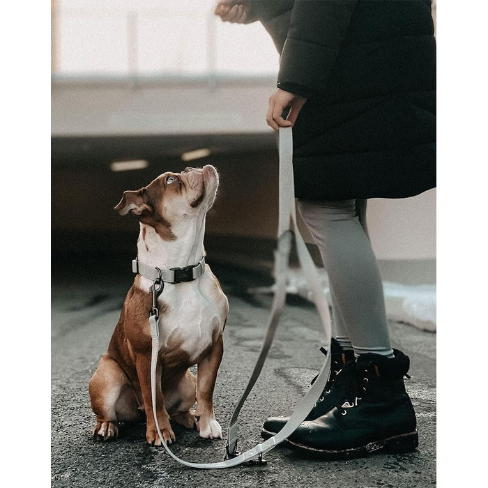 Dog Collar with 2m Leash Set - Adjustable Dog Leash - Dog Collar for Large Dogs, Collar for Small & Medium Dogs - Dog Collar & Leash - Includes Gift Box (30-40cm)