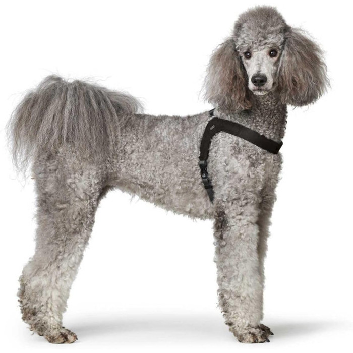 Нашийник для собак HUNTER DIMARO, чорний, з м'якої та міцної шкіри, регульований, для цуценят та собак, що бояться намордників, розмір L