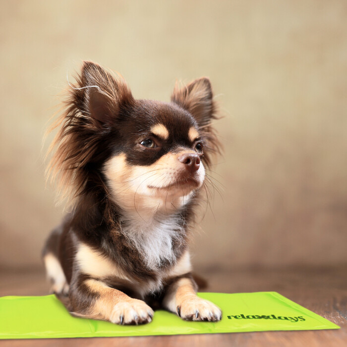 Relaxdays Cooling Mat for Dogs