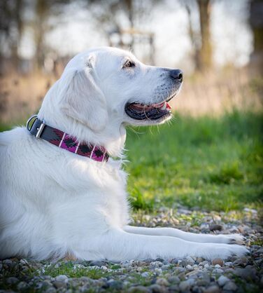 Стильний шкіряний нашийник для собак Jack Russell від Pablo - ручної роботи, регульований, преміум якість