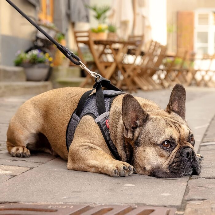 Шлейка для собак Merino curli Clasp чорна L