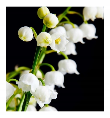 Парфумована вода Yodeyma Escitia для жінок, 100 мл