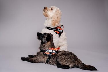 Шлейка Julius-K9 Power&More для собак, розмір XS, Pixeljuice