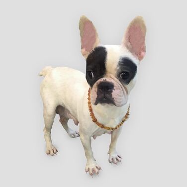 Янтарне намисто для собак та котів - Сертифікований бурштинець з Балтійського моря преміум-якості, 41 см