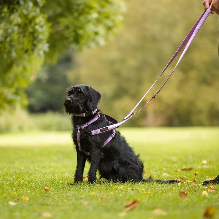 Шлейка для собак HALTI Walking – М'яка, з неопреном, 5 регулювань, світловідбиваюча, для собак середнього розміру (M, фіолетовий)